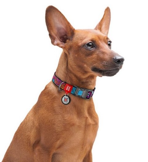 Collar WauDog Nylon Obroża nylonowa z QR-paszportem, plastikowy fastex, wzór LATO, 25mm/33-49cm