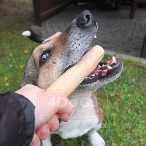 4DOGS Gryzak z drzewa kawowego XL